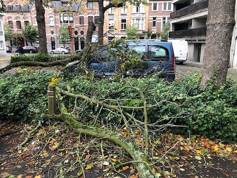 Stormschade: afgebroken takken op voertuig