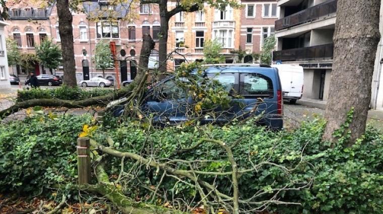 Stormschade: afgebroken takken op voertuig